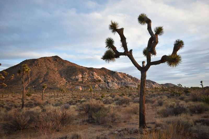 Joshua Tree
