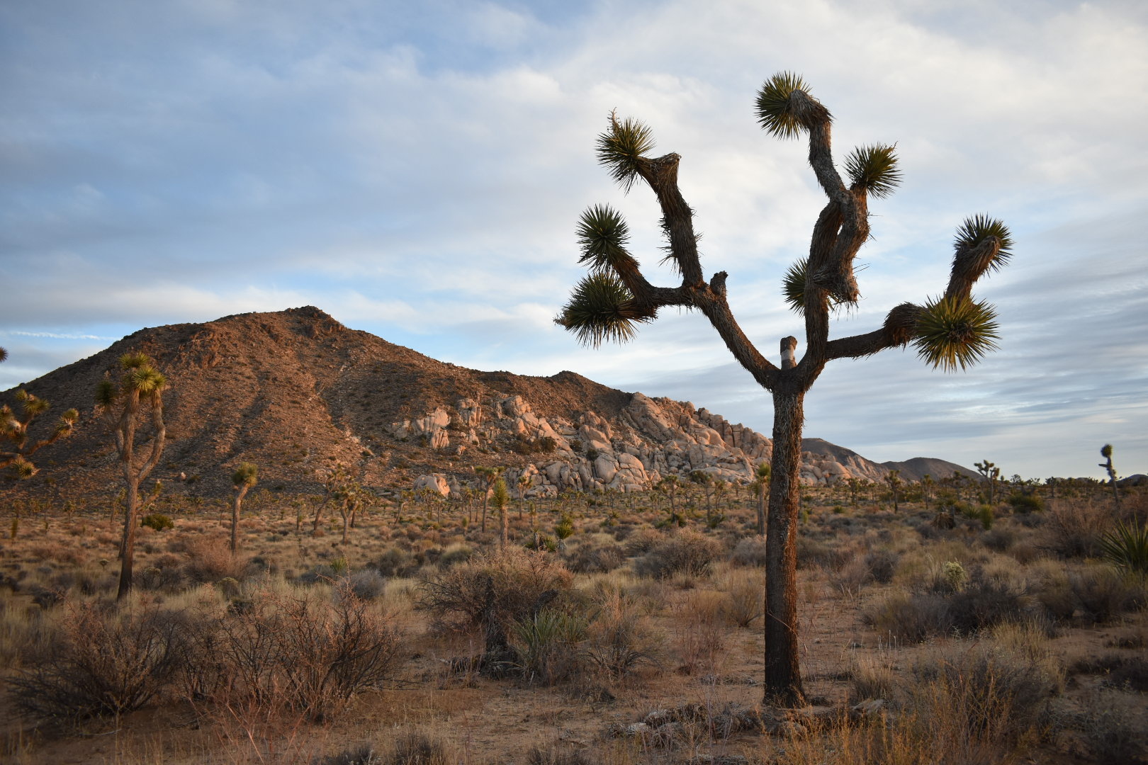 Joshua Tree